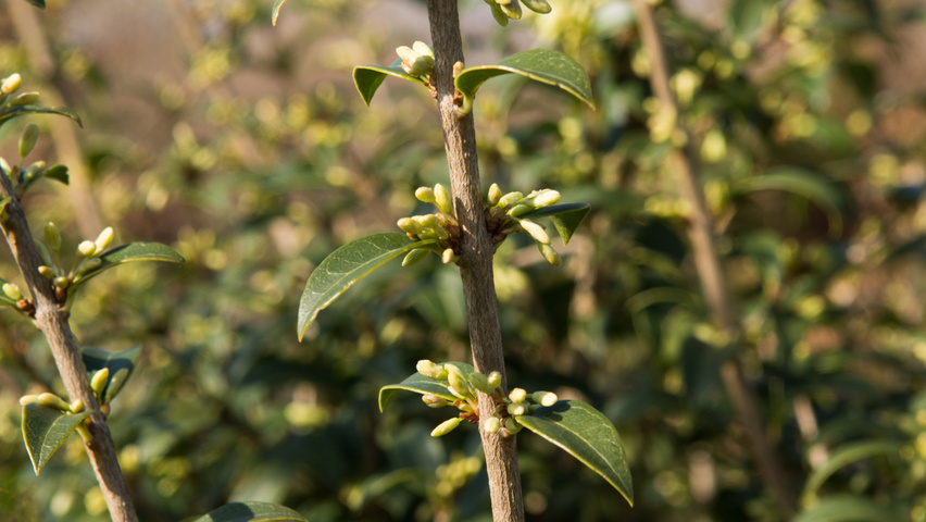 Osmanthus x burkwoodii rameaux