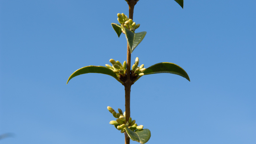 Osmanthus x burkwoodii rameaux