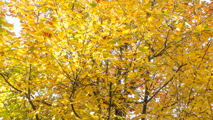 Ostrya carpinifolia Herbstblatt