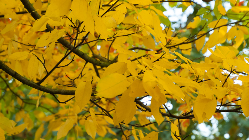 Ostrya carpinifolia Herbstblatt