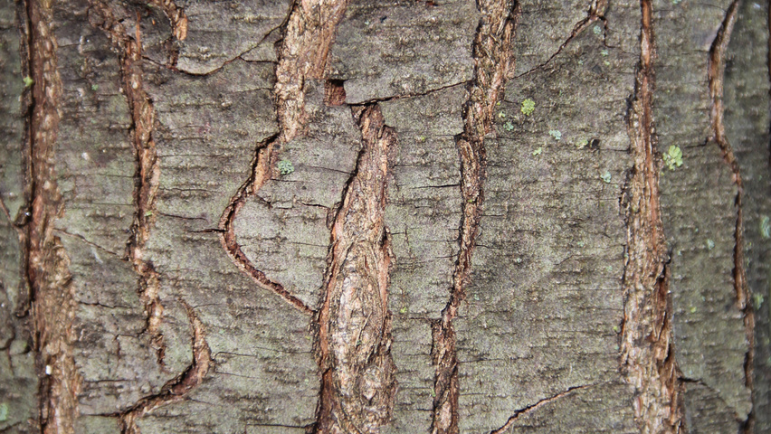 Ostrya carpinifolia Rinden