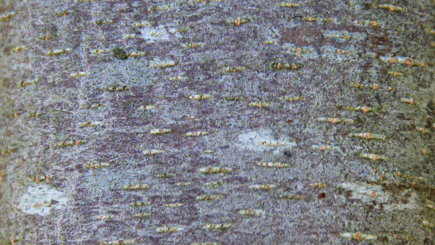 Ostrya carpinifolia Rinden