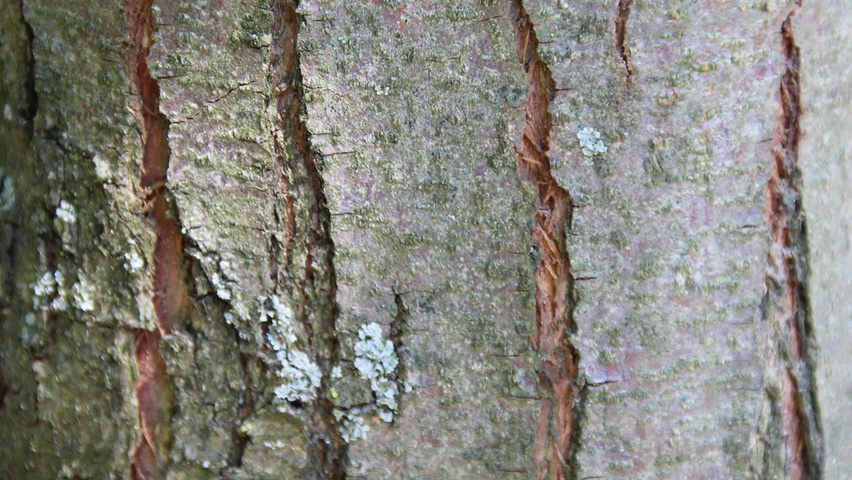 Ostrya carpinifolia Rinden