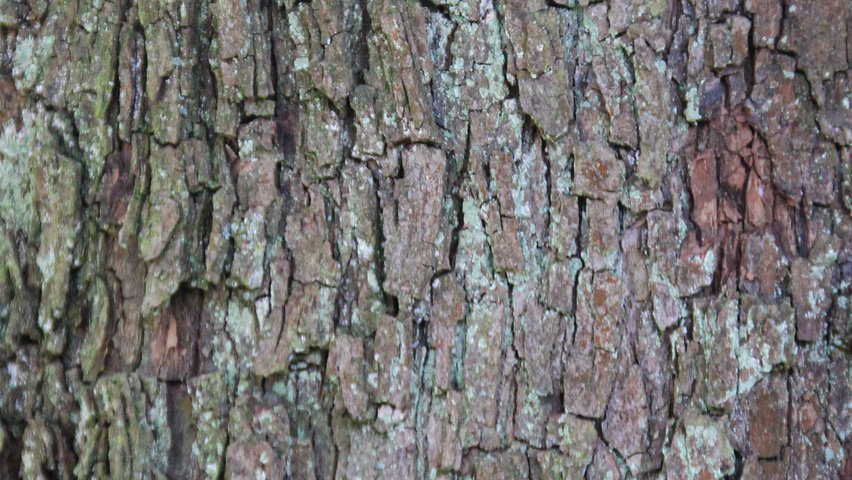 Ostrya carpinifolia Rinden