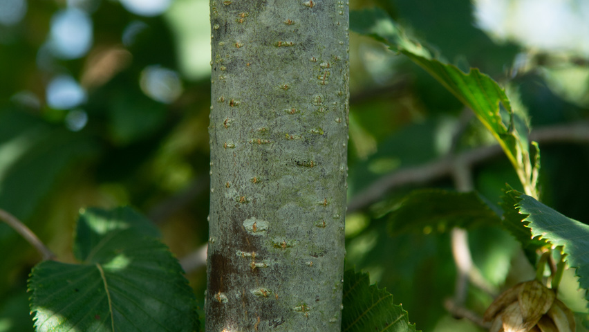 Ostrya carpinifolia Rinden
