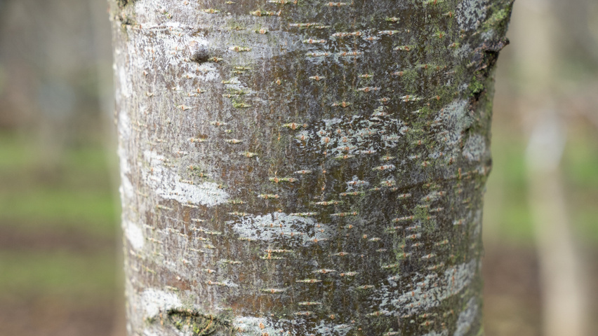 Ostrya carpinifolia Rinden