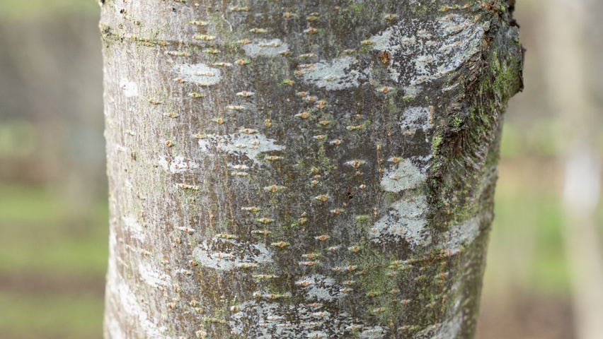 Ostrya carpinifolia Rinden