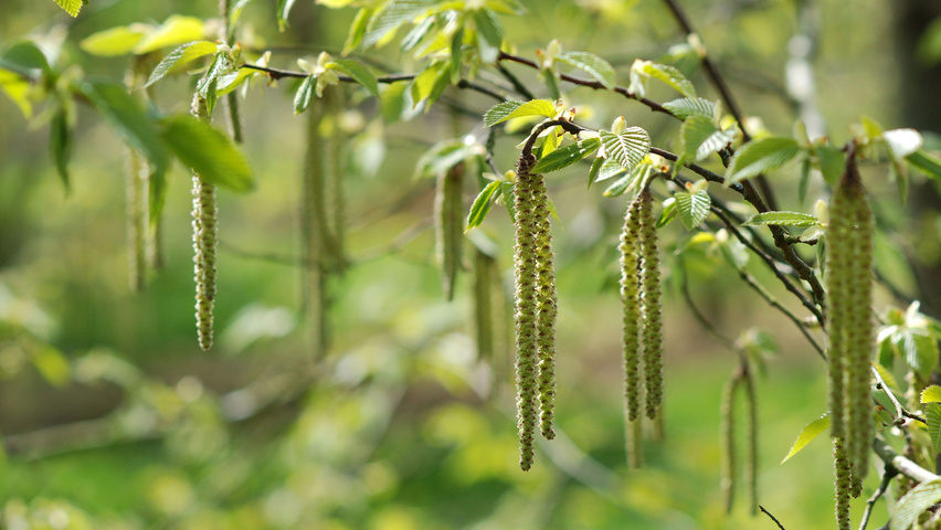 Ostrya carpinifolia Blumen