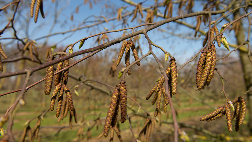 Ostrya carpinifolia Blumen
