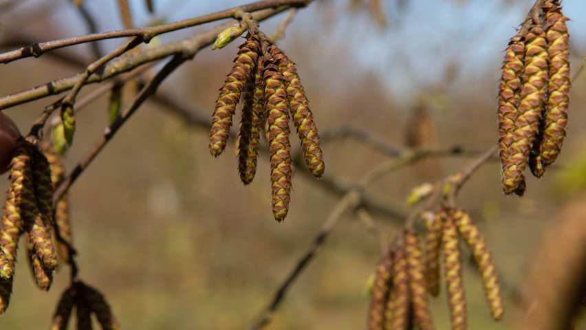 Ostrya carpinifolia Blumen