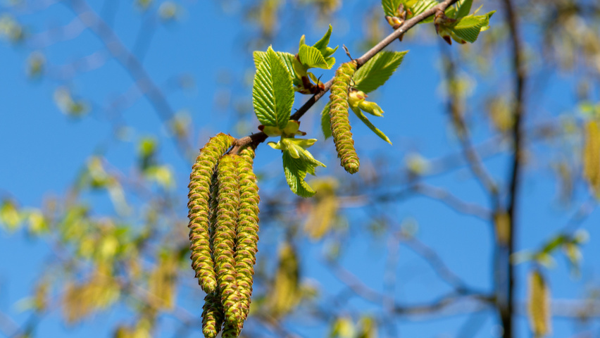Ostrya carpinifolia Blumen