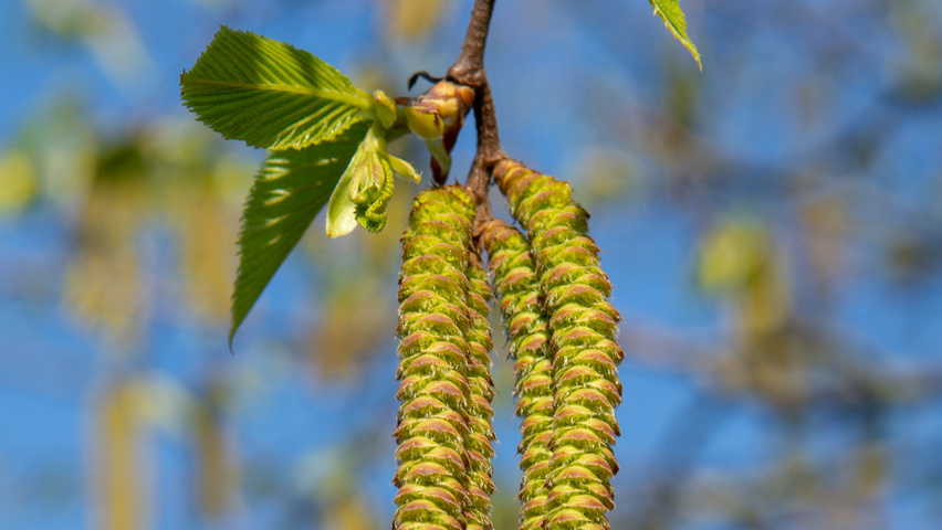 Ostrya carpinifolia Blumen
