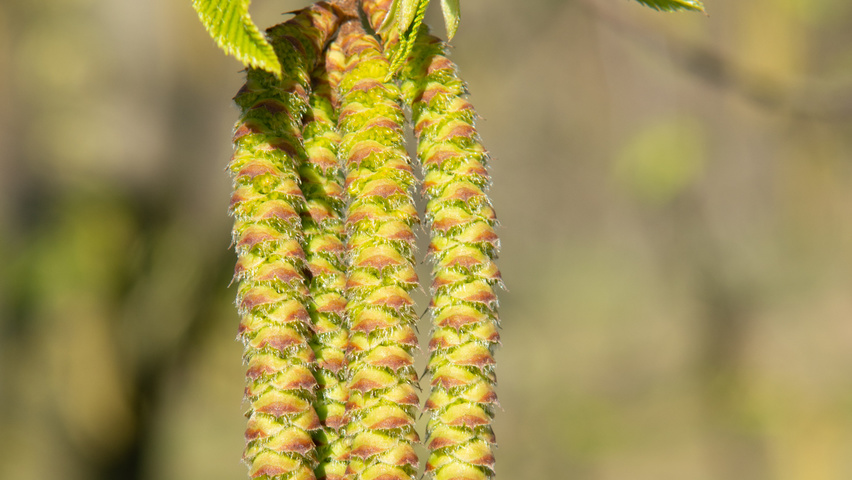 Ostrya carpinifolia Blumen
