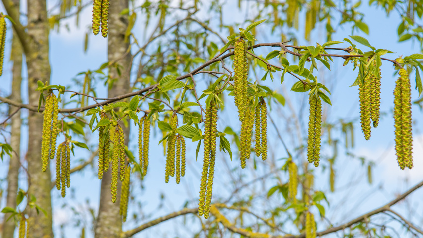 Ostrya carpinifolia Blumen