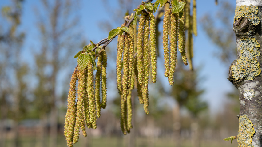 Ostrya carpinifolia Blumen
