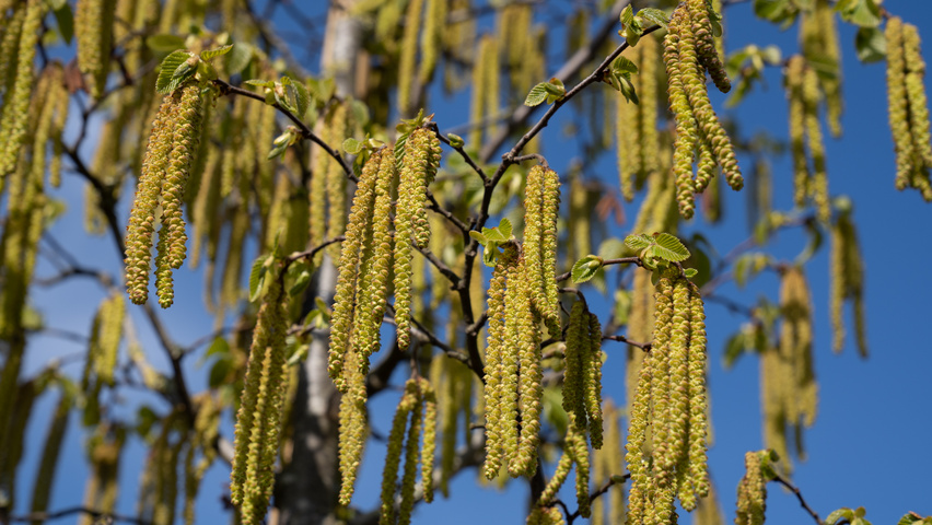 Ostrya carpinifolia Blumen