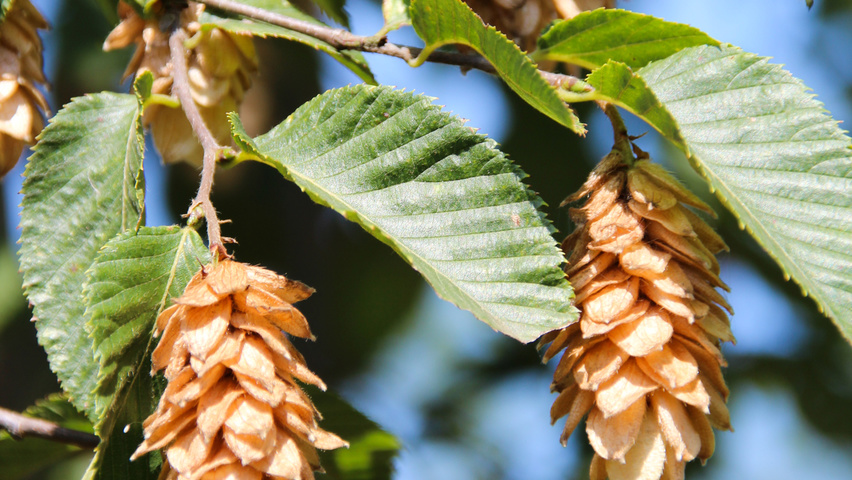 Ostrya carpinifolia Frucht