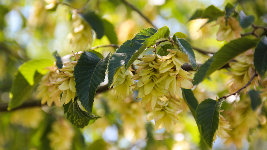 Ostrya carpinifolia Frucht
