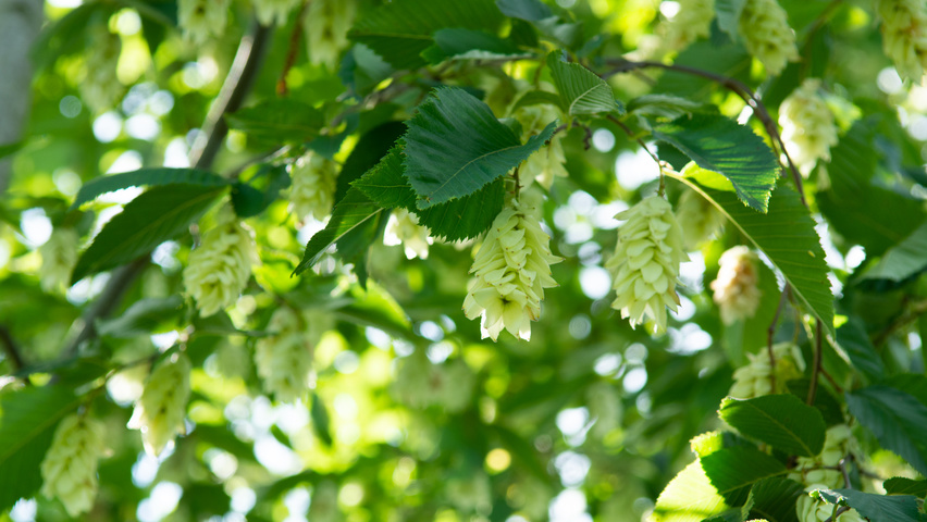 Ostrya carpinifolia Frucht