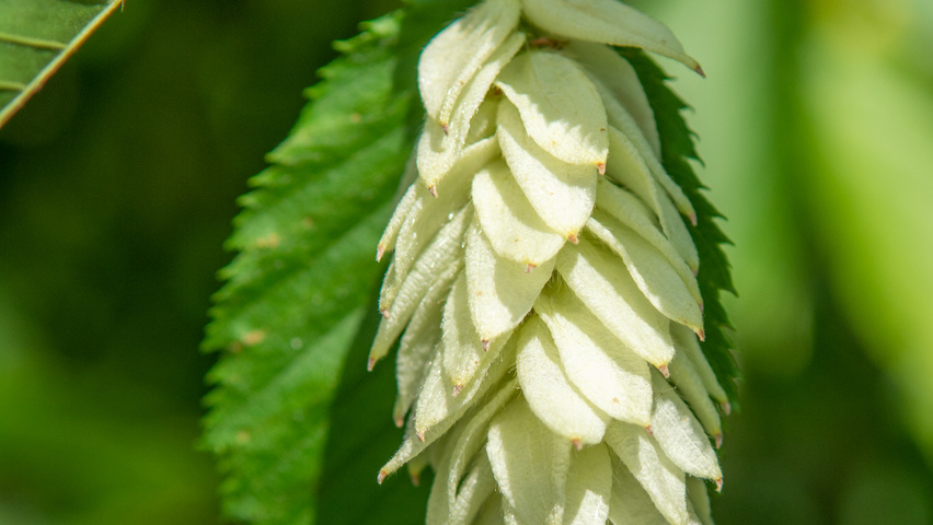 Ostrya carpinifolia Frucht