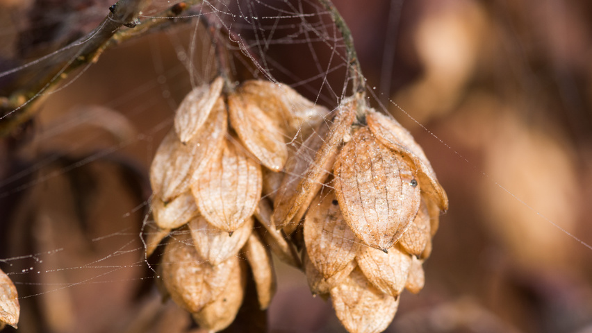 Ostrya carpinifolia Frucht