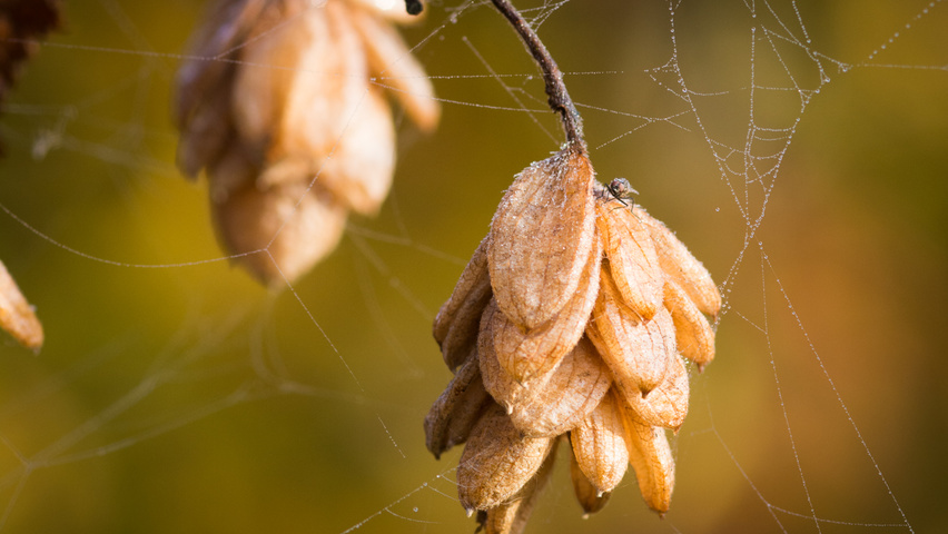 Ostrya carpinifolia Frucht