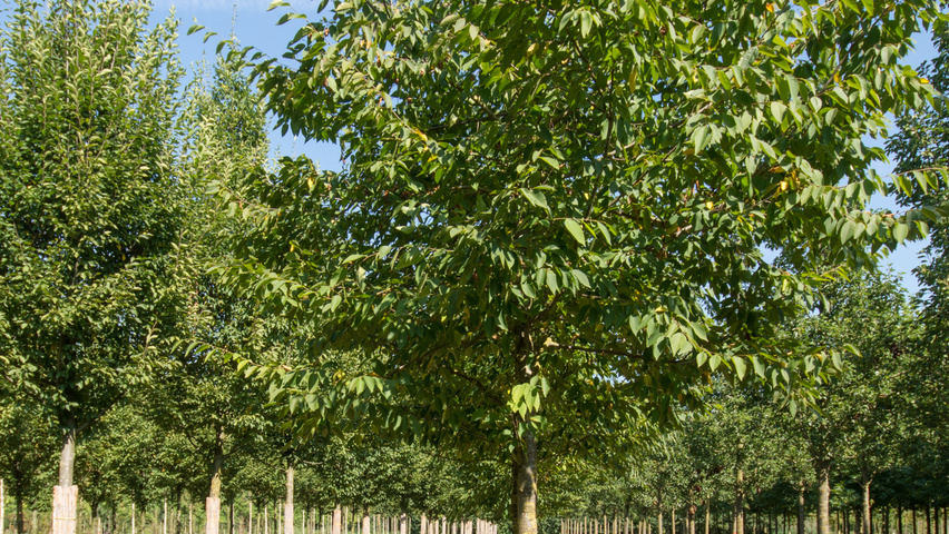 Ostrya carpinifolia hochstämmig