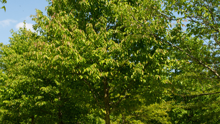 Ostrya carpinifolia hochstämmig