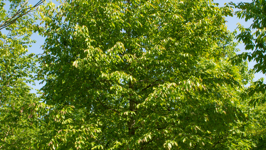 Ostrya carpinifolia hochstämmig
