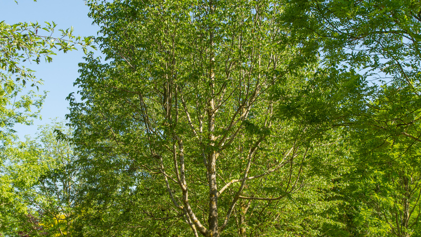 Ostrya carpinifolia hochstämmig