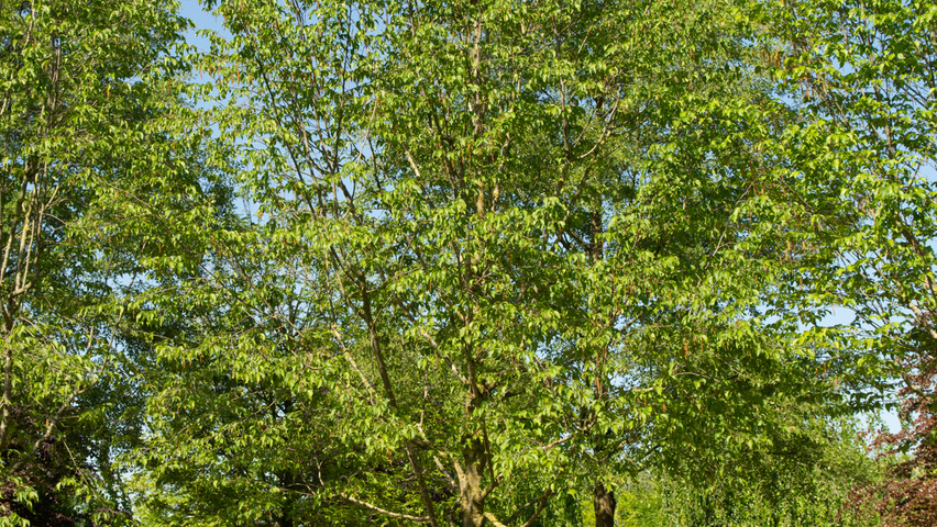 Ostrya carpinifolia hochstämmig