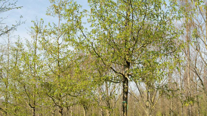 Ostrya carpinifolia hochstämmig
