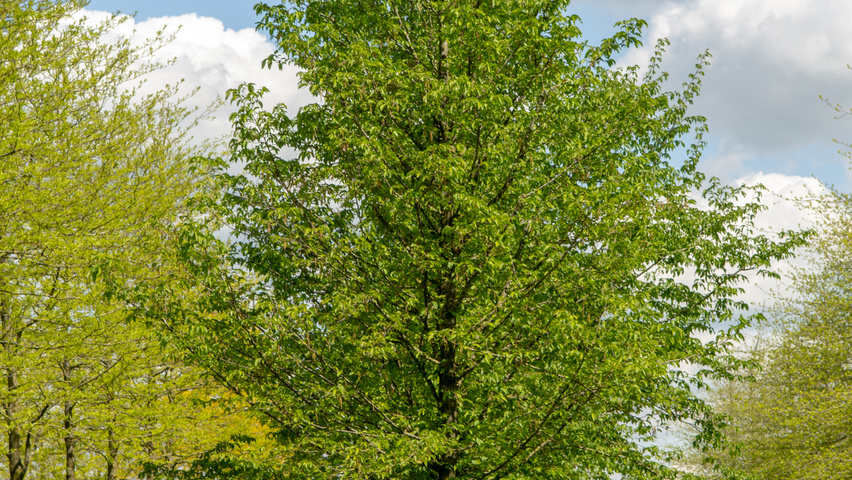 Ostrya carpinifolia hochstämmig