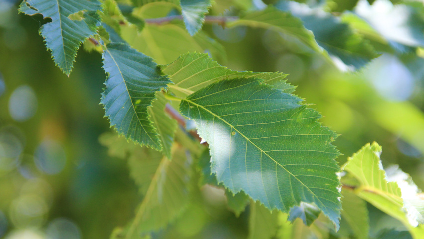 Ostrya carpinifolia Blatt
