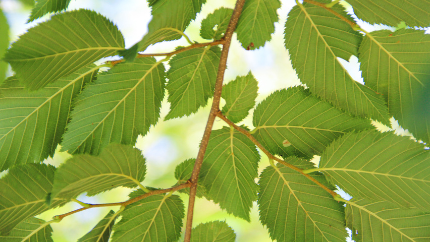 Ostrya carpinifolia Blatt