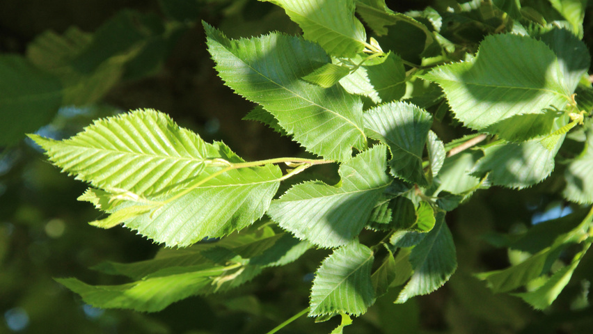 Ostrya carpinifolia Blatt