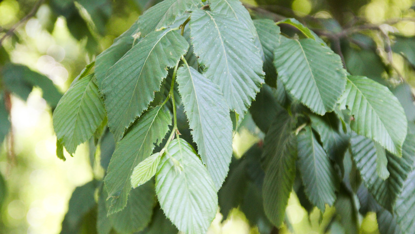 Ostrya carpinifolia Blatt