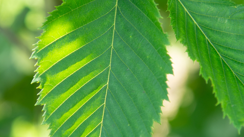 Ostrya carpinifolia Blatt