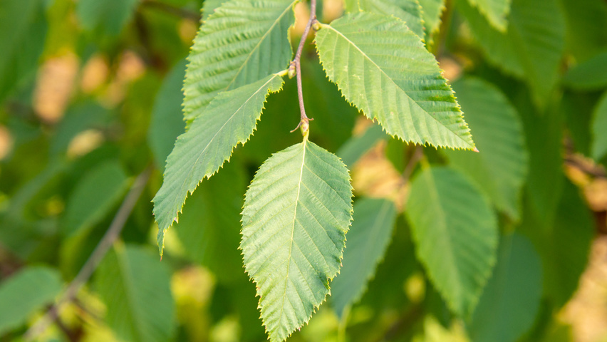 Ostrya carpinifolia Blatt