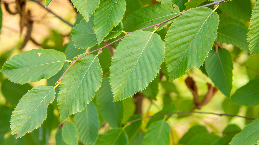 Ostrya carpinifolia Blatt