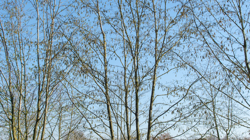 Ostrya carpinifolia mehrstämmige