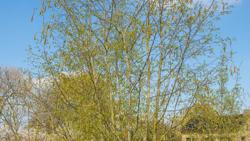 Ostrya carpinifolia mehrstämmige