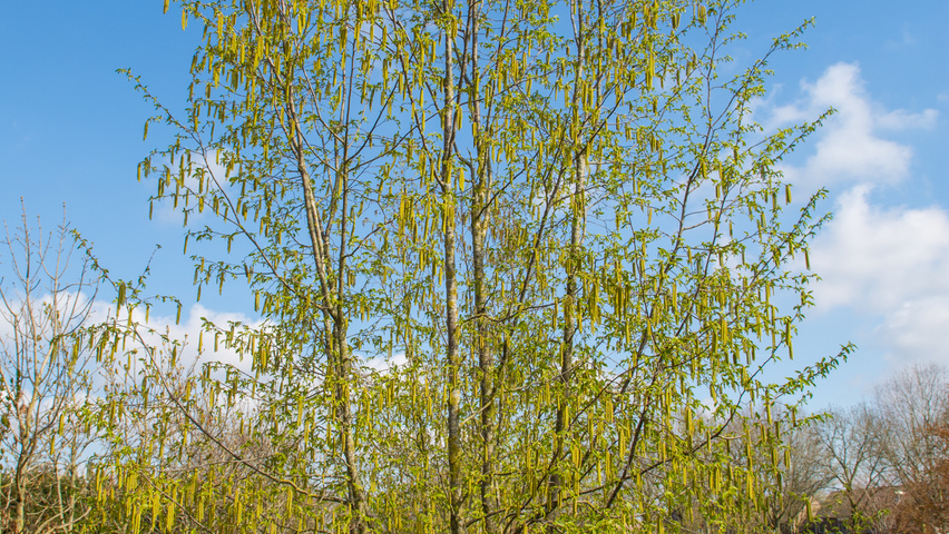 Ostrya carpinifolia mehrstämmige