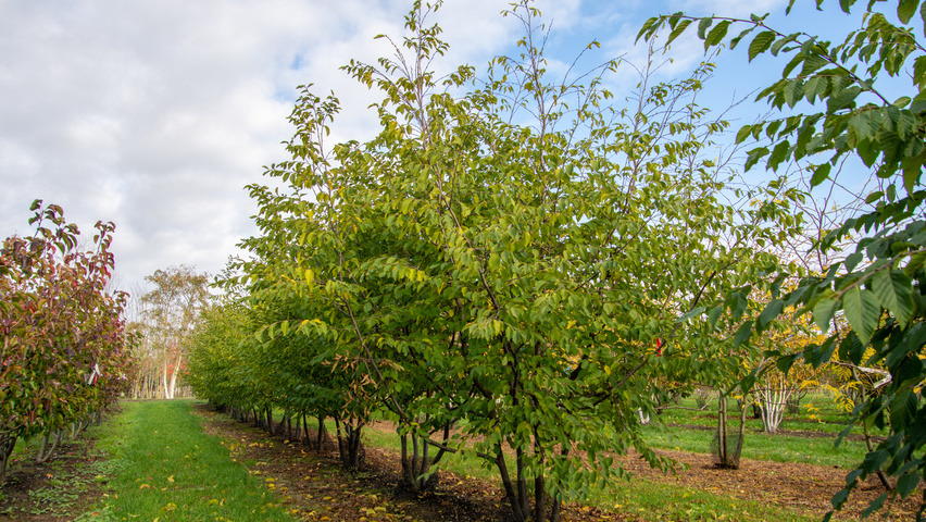Ostrya carpinifolia mehrstämmige