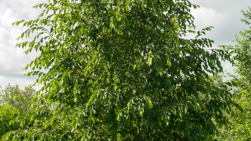 Ostrya carpinifolia mehrstämmige
