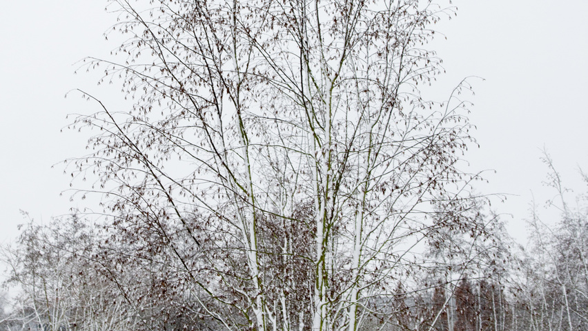 Ostrya carpinifolia mehrstämmige