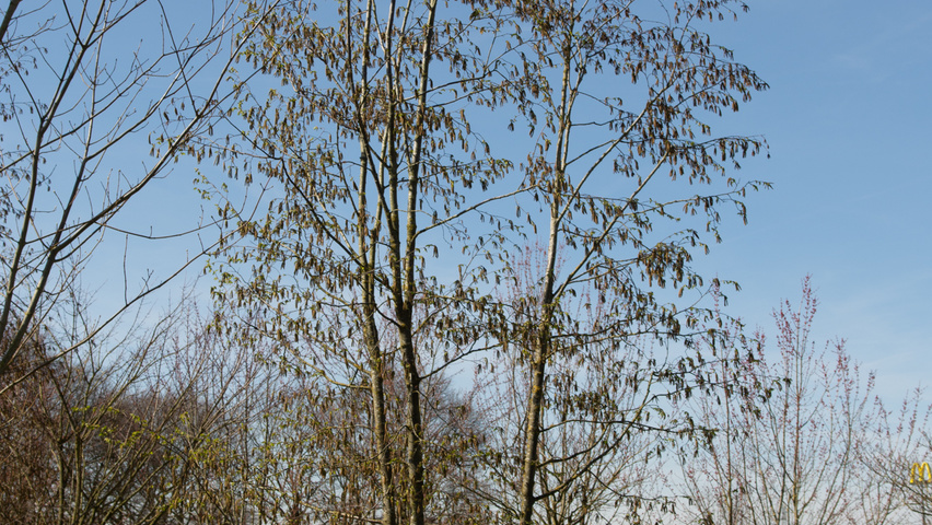 Ostrya carpinifolia mehrstämmige