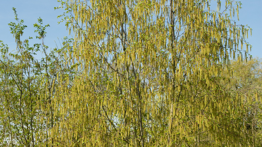 Ostrya carpinifolia mehrstämmige