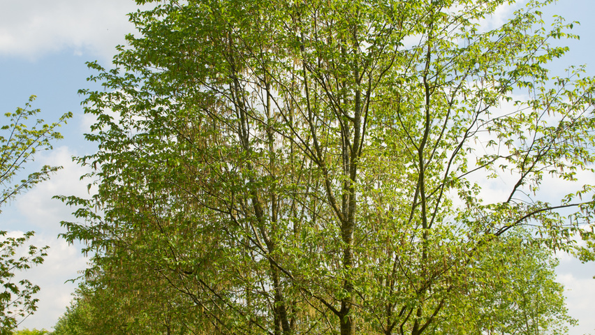 Ostrya carpinifolia mehrstämmige