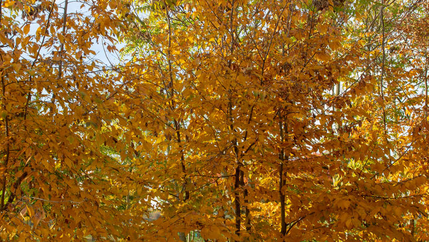 Ostrya carpinifolia mehrstämmige